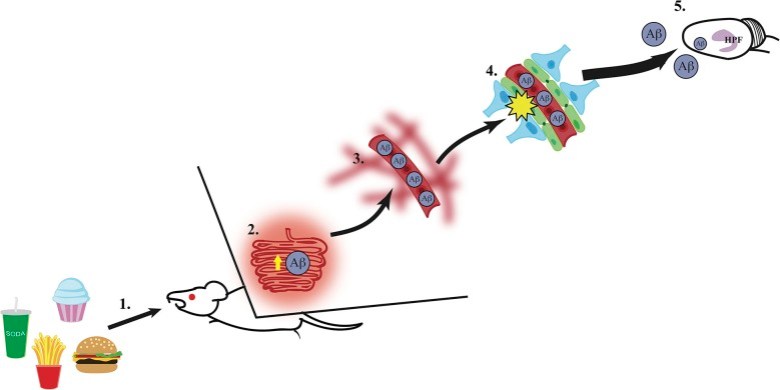 fnagi-06-00088-g0001