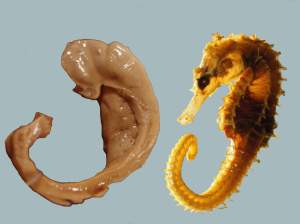 Hippocampus_and_seahorse